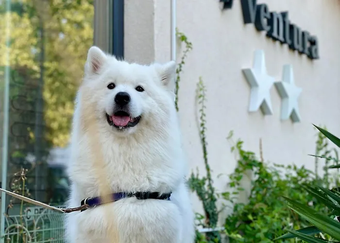 Olt By Ventura * Mamaia