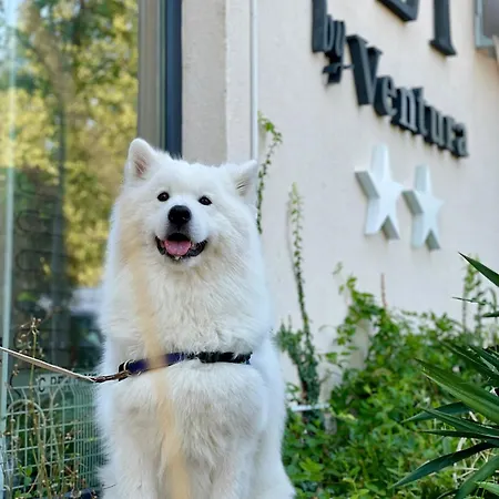 Olt By Ventura * Mamaia